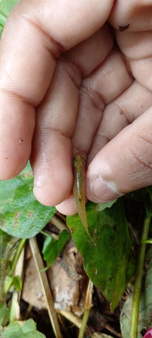 Image of Greenstripe barb