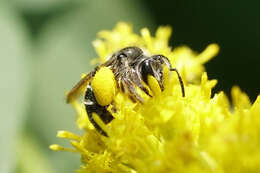 Image of Callandrena Cockerell 1898