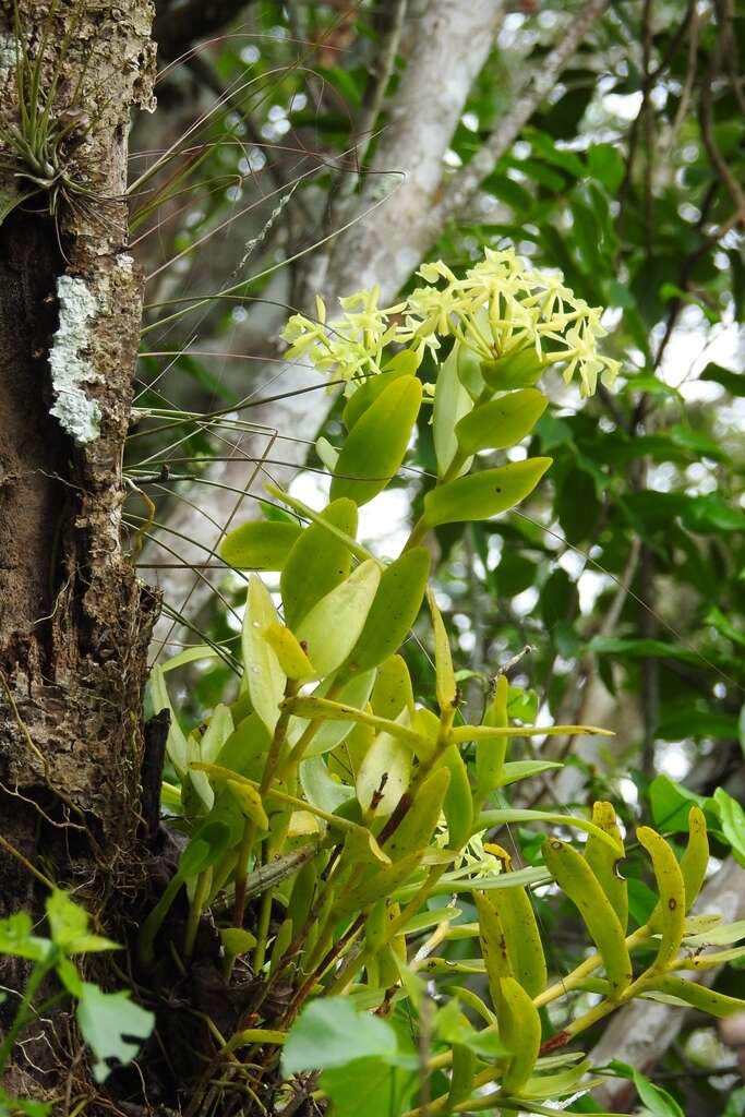 Image of Epidendrum chlorocorymbos Schltr.