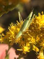 Image of Fast-calling Tree Cricket