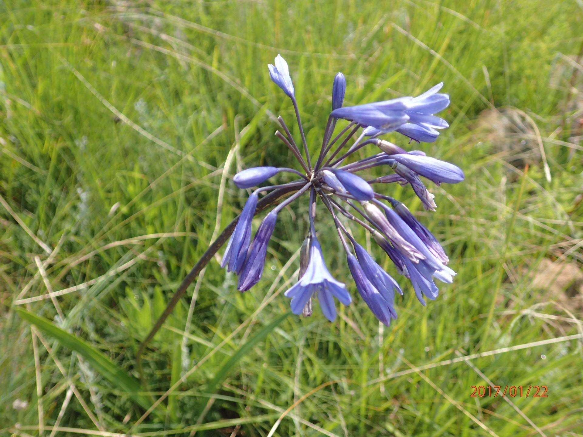 Image of Agapanthus campanulatus subsp. campanulatus