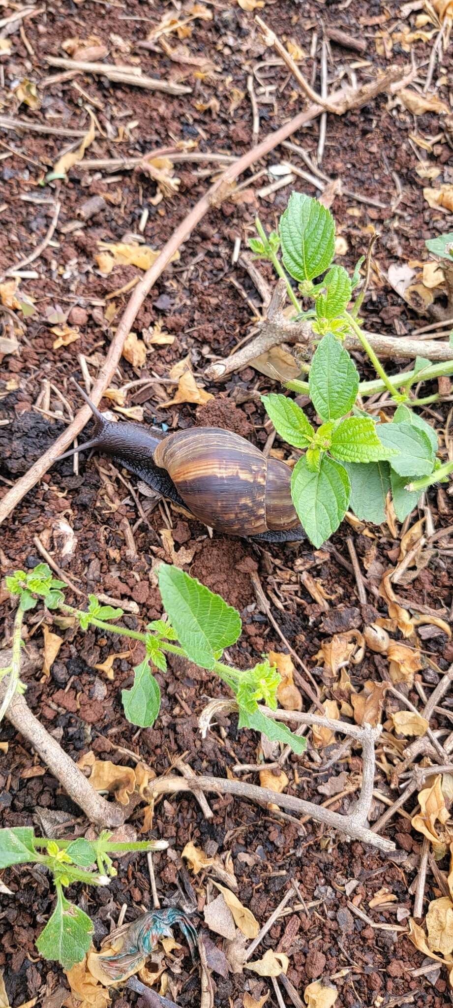 Image de Lissachatina albopicta