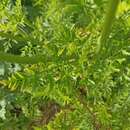 Image of Daucus carota subsp. azoricus Franco