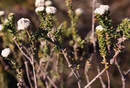 Image of Phylica stenantha Pillans