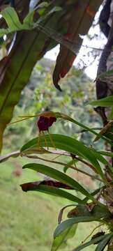 Image of Masdevallia bicolor Poepp. & Endl.