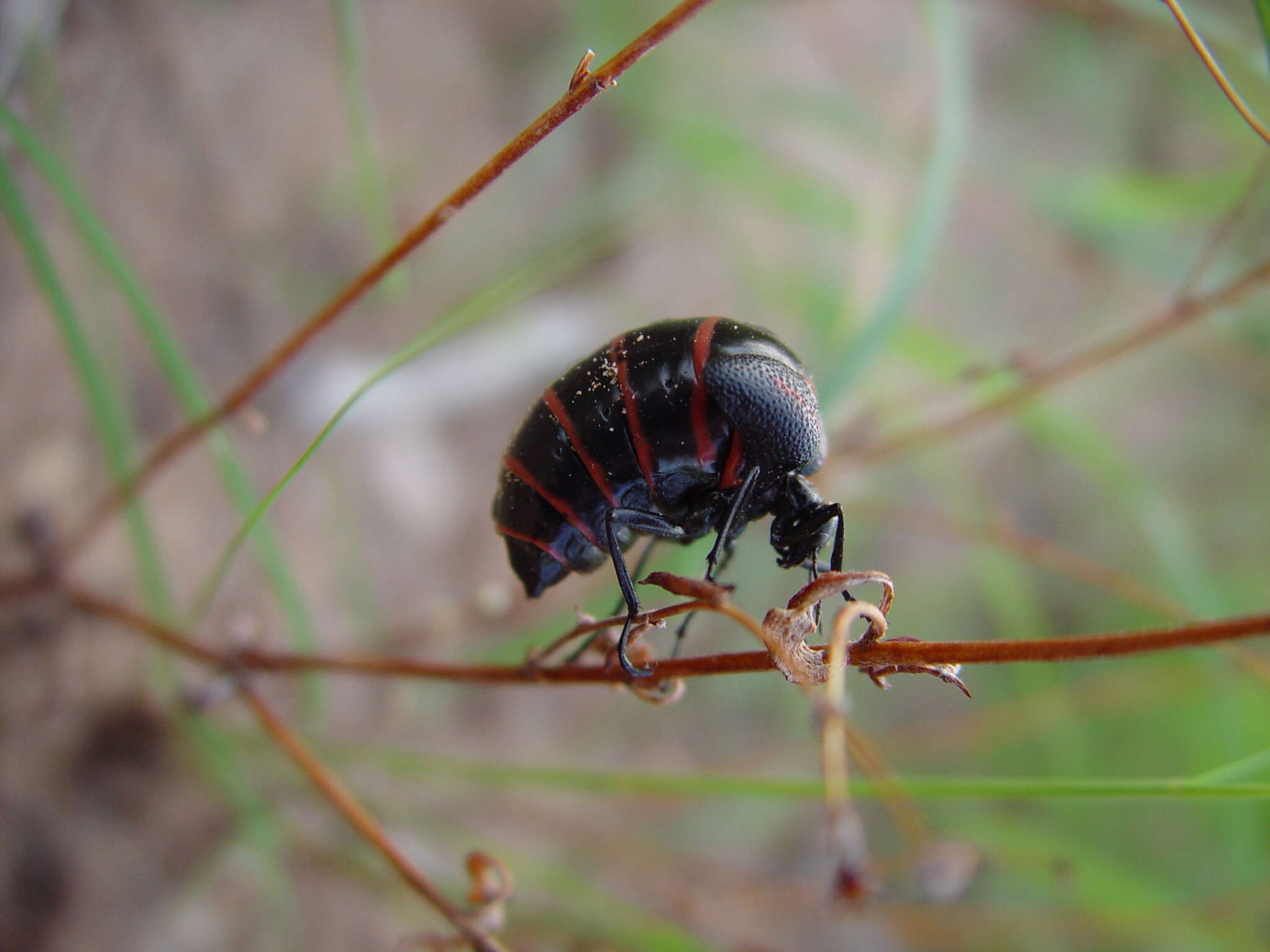 Image of Megetra punctata Selander 1965