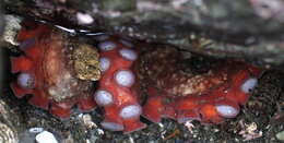 Image of Giant octopus