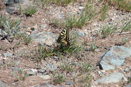 Image of Papilio machaon oregonia W. H. Edwards 1876