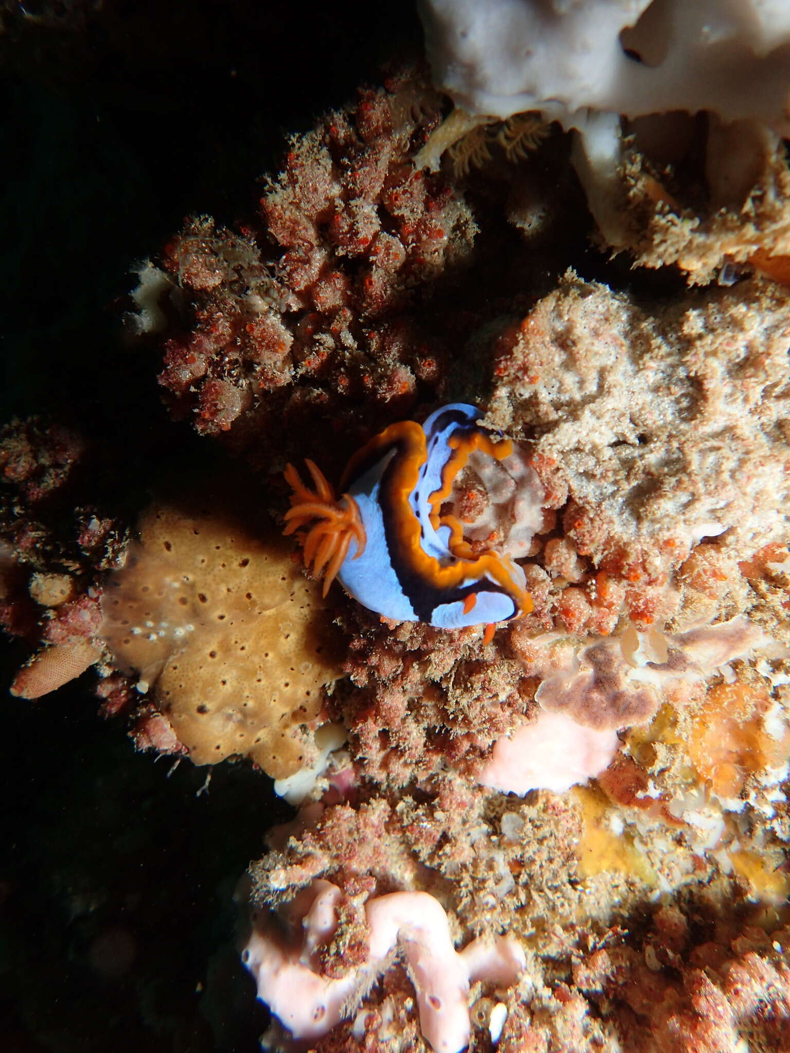 Image de Chromodoris westraliensis (O'Donoghue 1924)