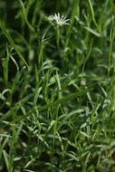 Image of marsh stitchwort