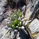 Image of Kalanchoe bitteri