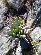 Image of Kalanchoe bitteri