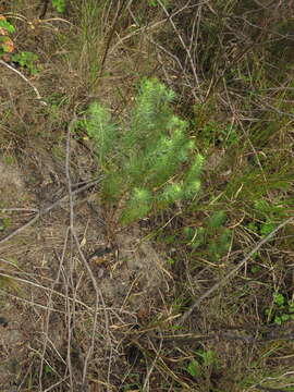 Слика од Athanasia crithmifolia subsp. crithmifolia