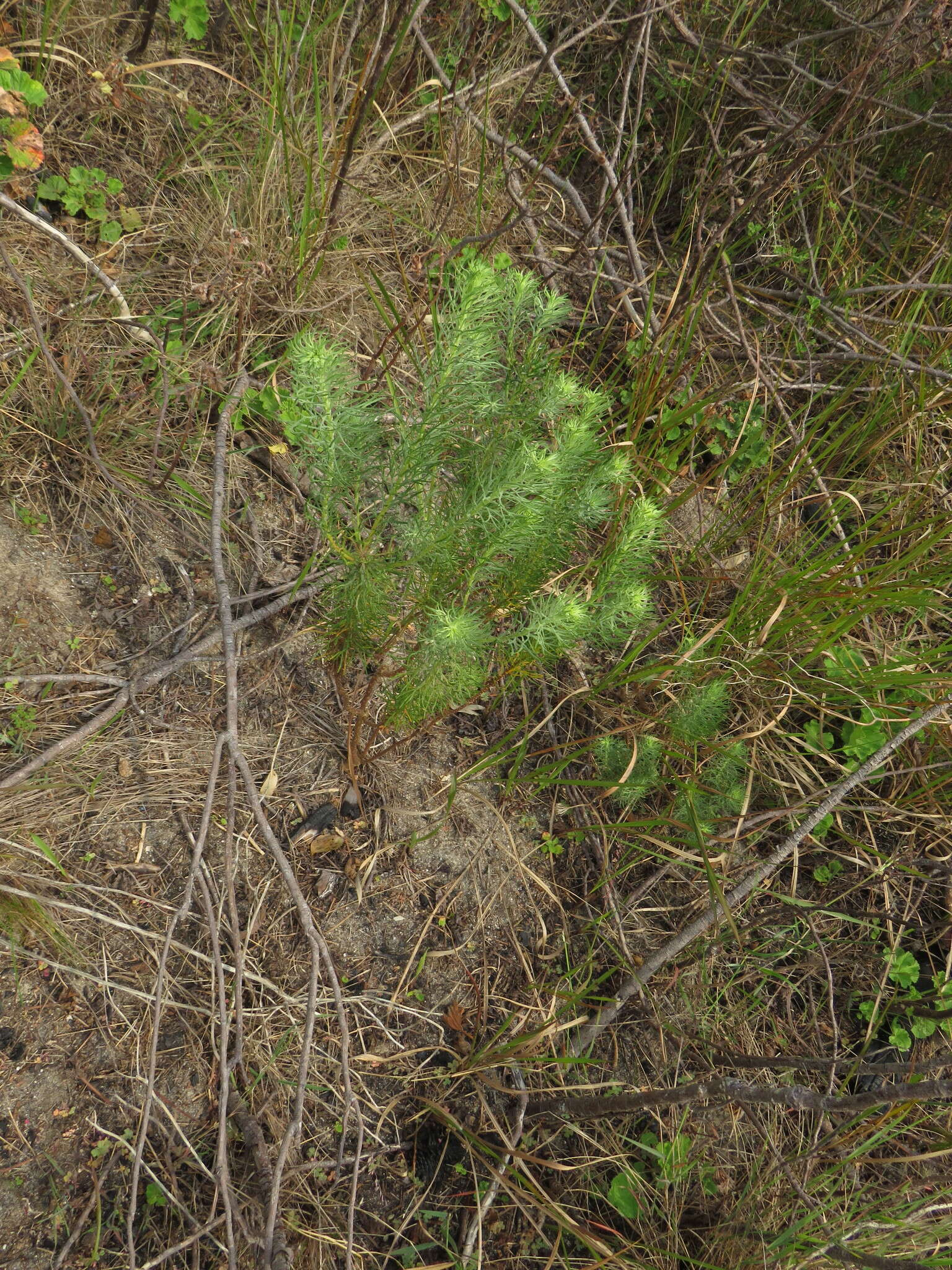 Image of Athanasia crithmifolia subsp. crithmifolia
