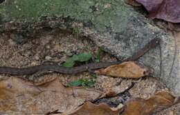 Image of Central African Egg-eating Snake