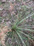 Image of Xanthorrhoea minor subsp. lutea D. J. Bedford