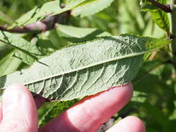 Image of Liriomyza eupatoriella Spencer 1986