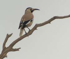 Image of Biddulph's Ground Jay