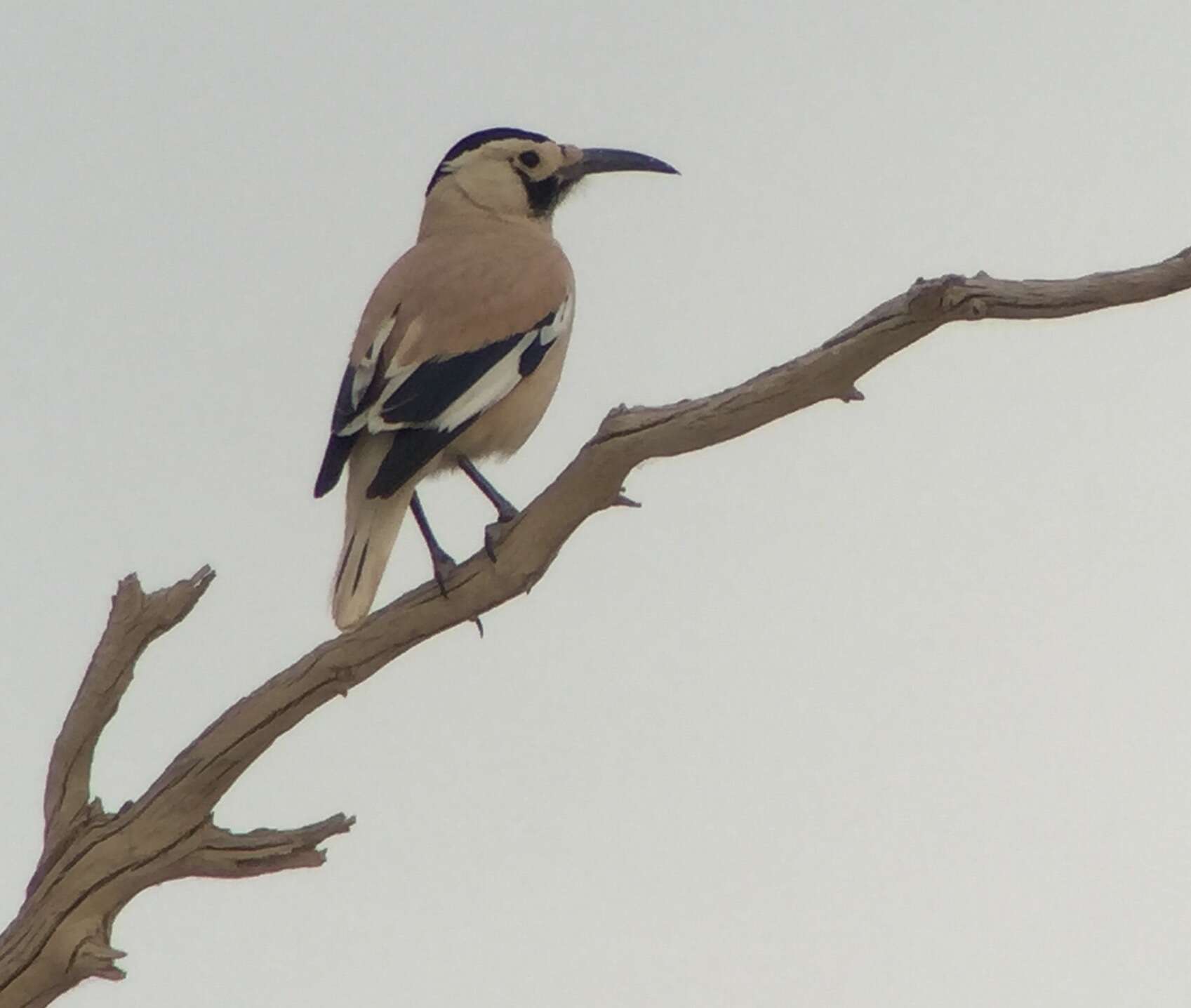 Image of Biddulph's Ground Jay