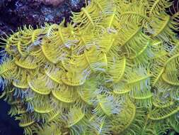 Image of Bottlebrush Feather Star