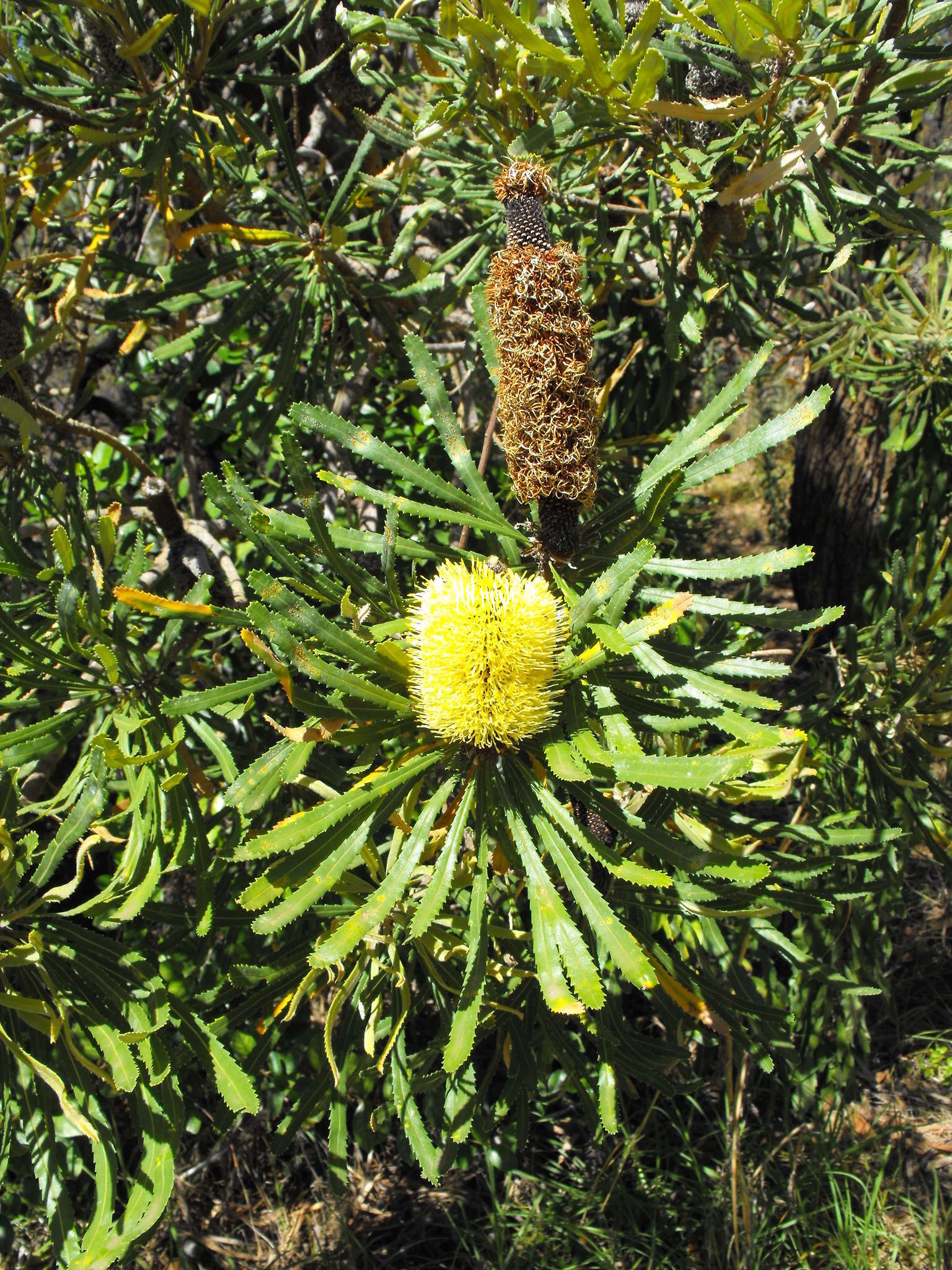 Plancia ëd Banksia attenuata R. Br.