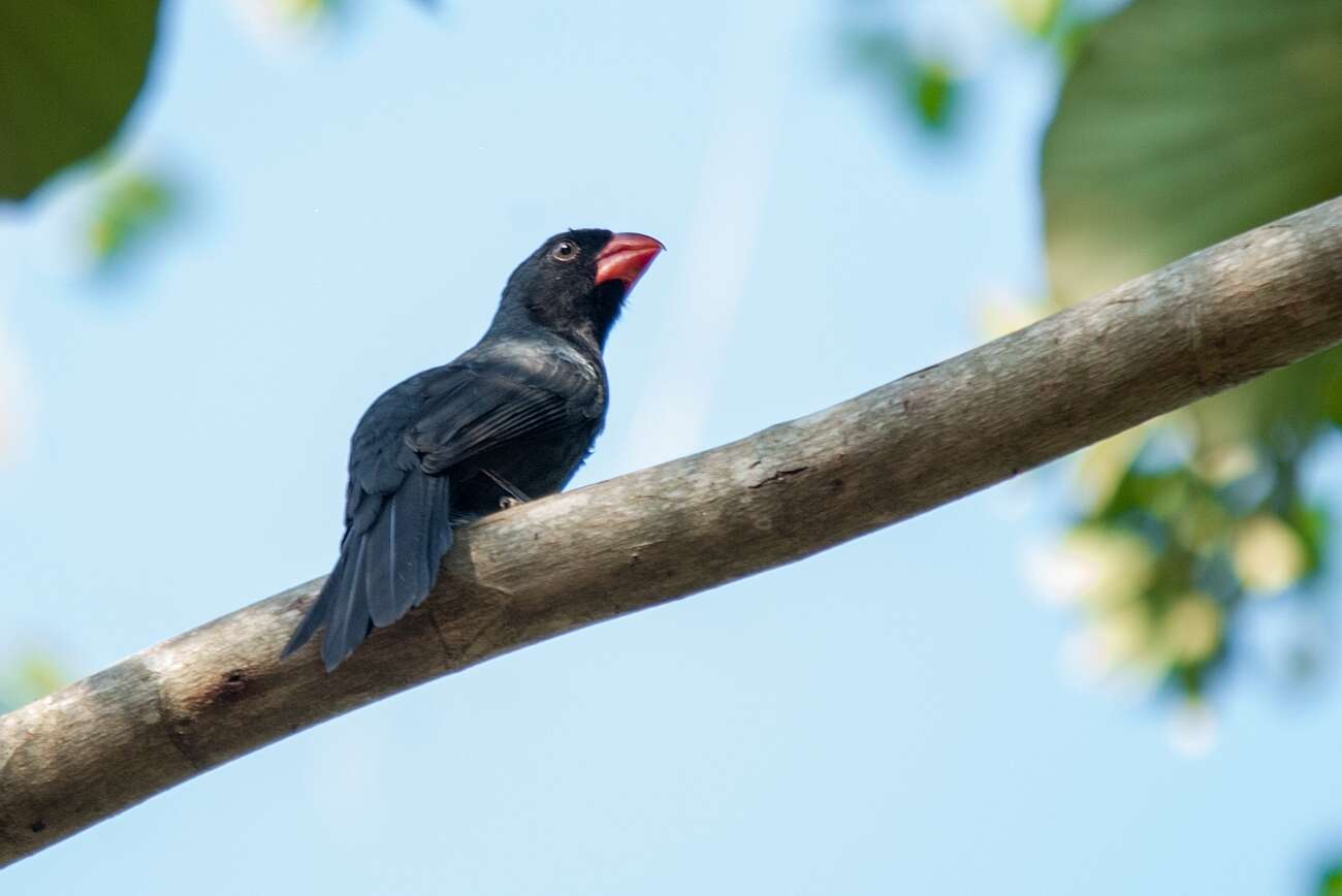 Image of Black-throated Grosbeak