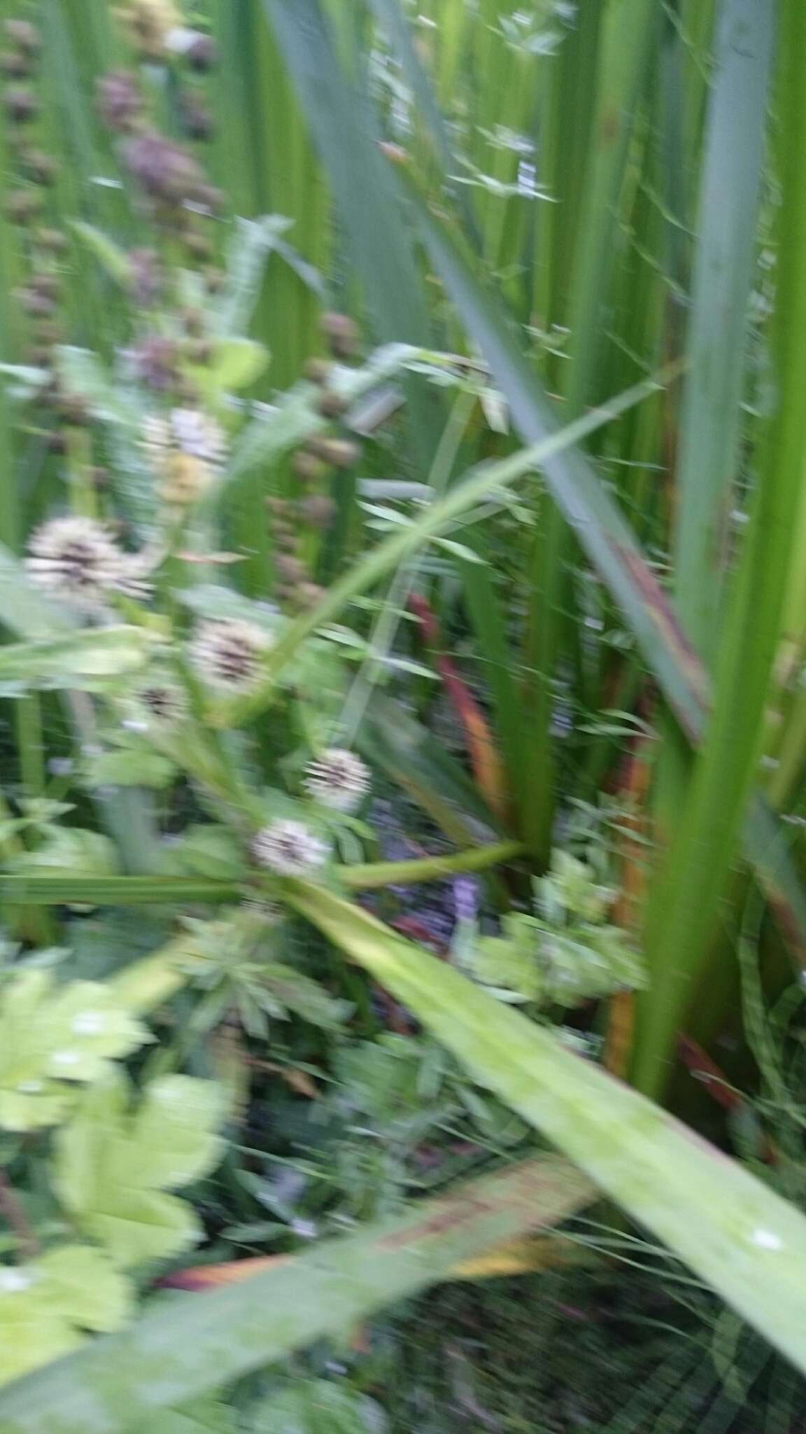 Image of Branched Bur-reed