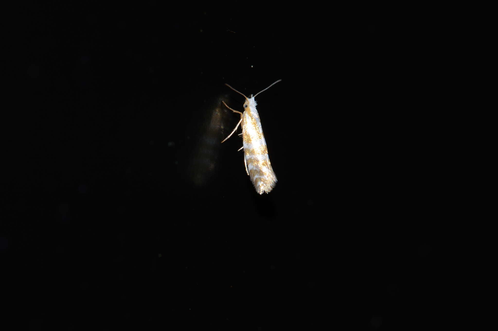 Image of Argyresthia aureoargentella Brower 1953