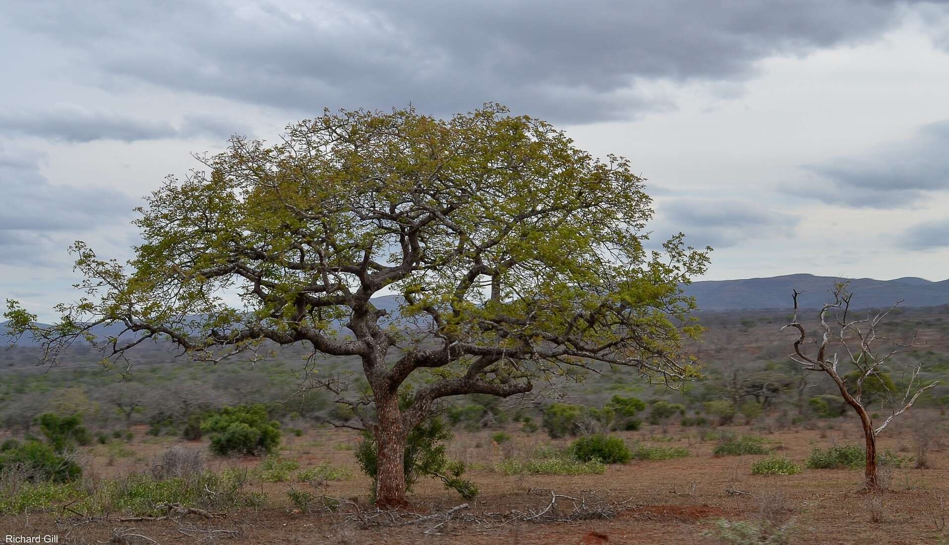 Image of marula