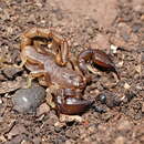 Image of Black Rock Scorpion