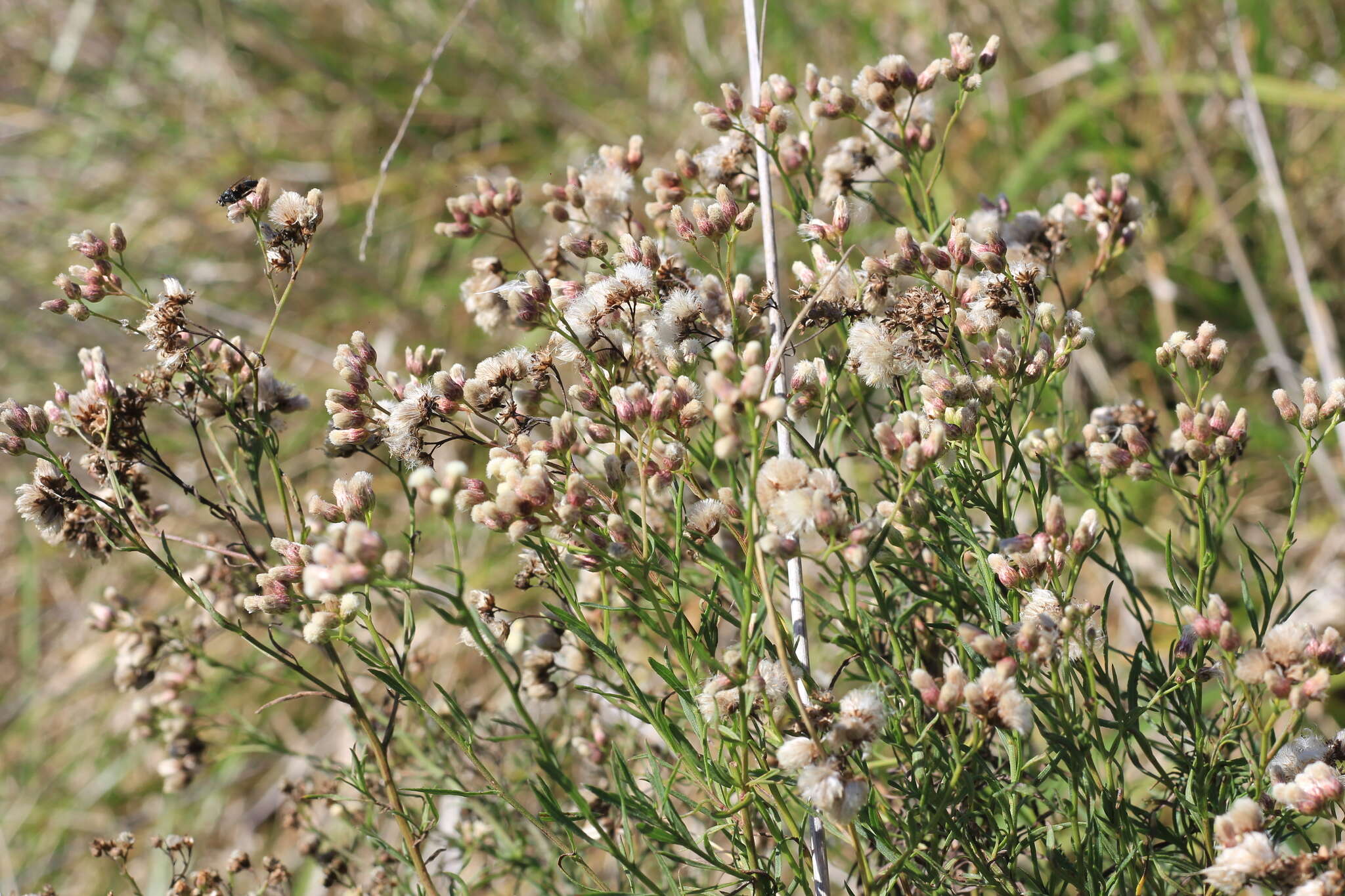 Image of Baccharis stenophylla Ariza Espinar