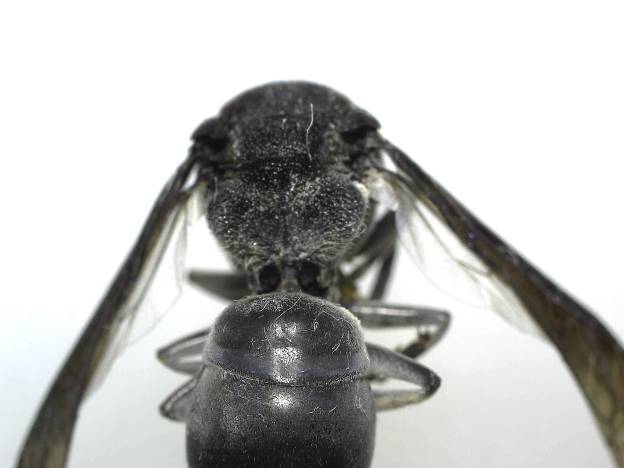 Image of Indodynerus capitatus Gusenleitner 2008