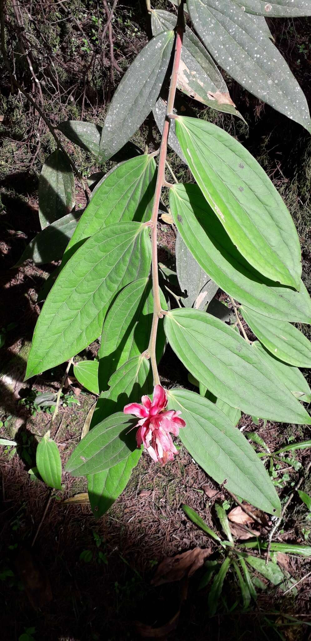 Image of Cavendishia pubescens (Kunth) Hemsl.