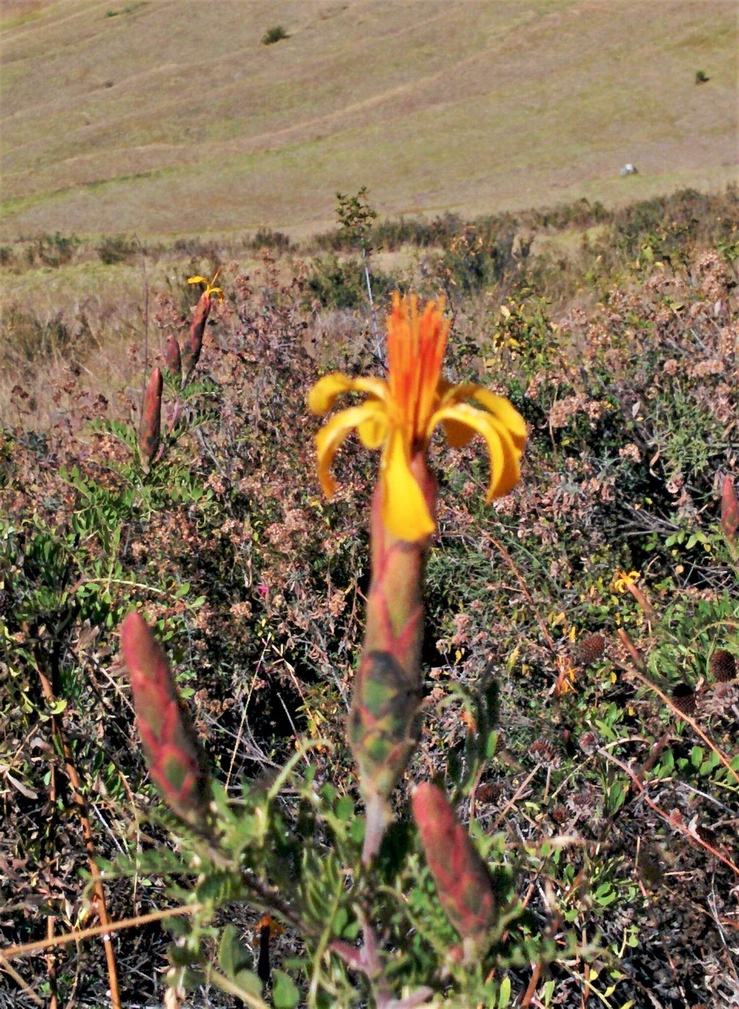 Image of Mutisia acuminata Ruiz & Pav.