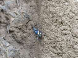 Image of Cicindela (Calochroa) bicolor Fabricius 1781