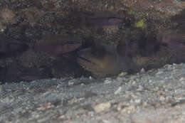 Image of Giant moray