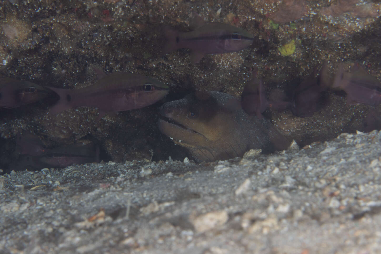 Image of Giant moray