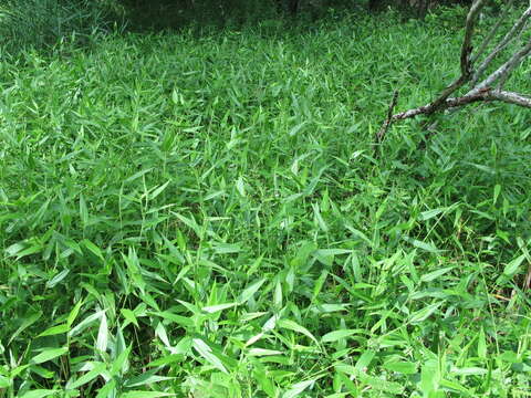 Image of Deer-Tongue Rosette Grass