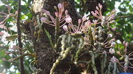 Image of Shoe-lipped Dendrobium