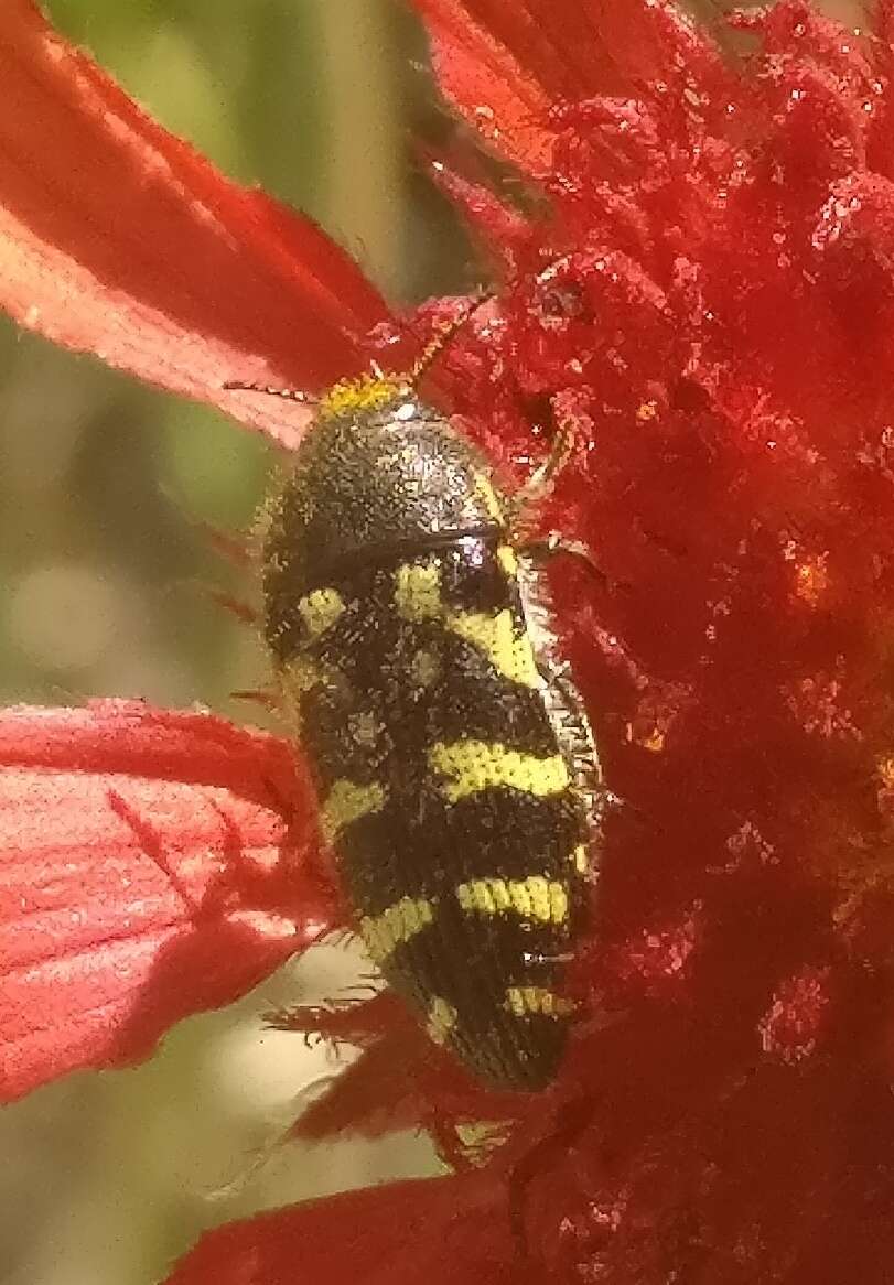 Image of Acmaeodera mixta Le Conte 1860