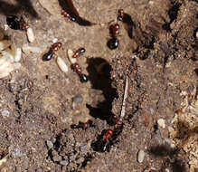 Image of <i>Camponotus ruber</i>