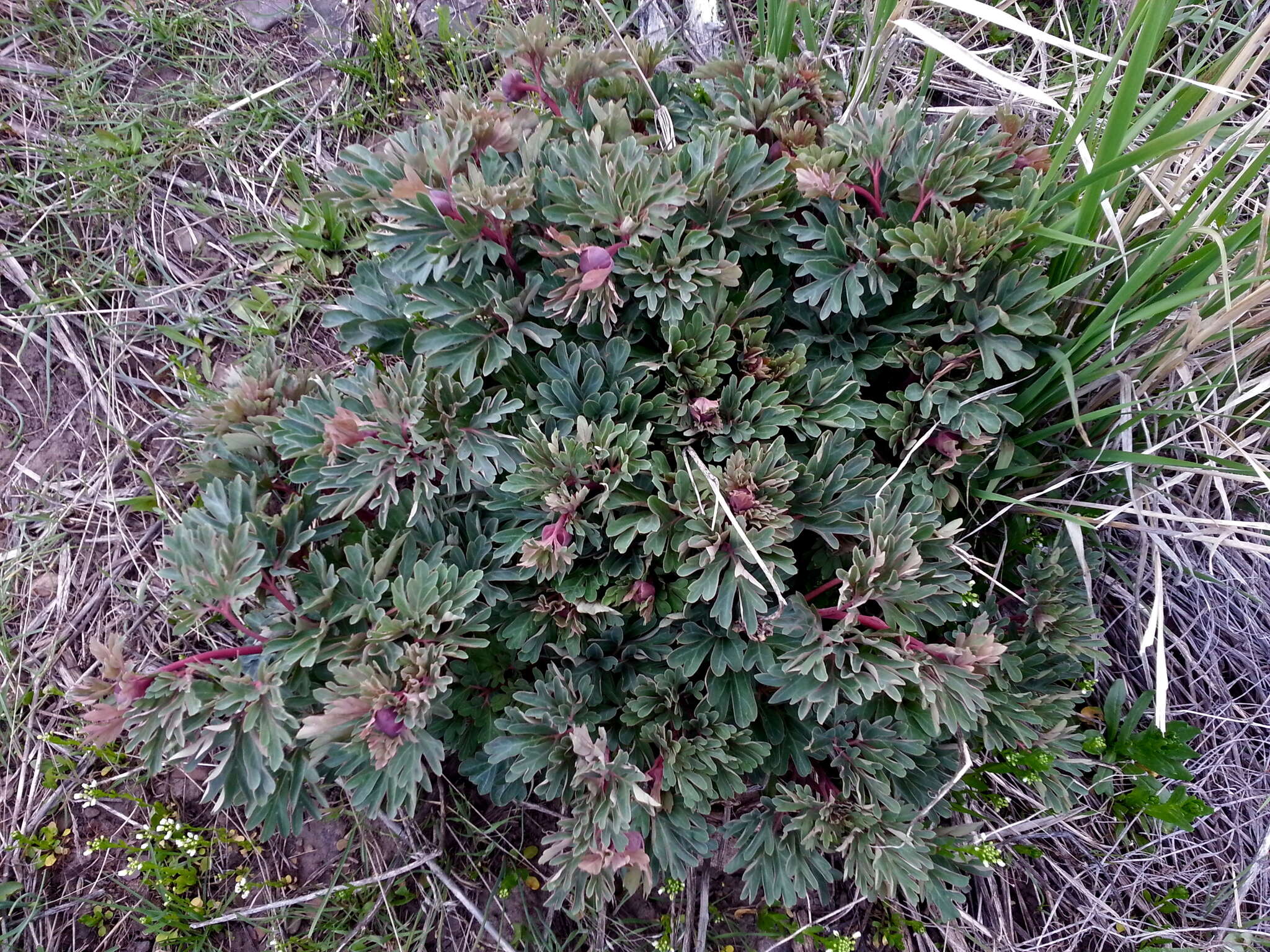 Image of Brown's peony