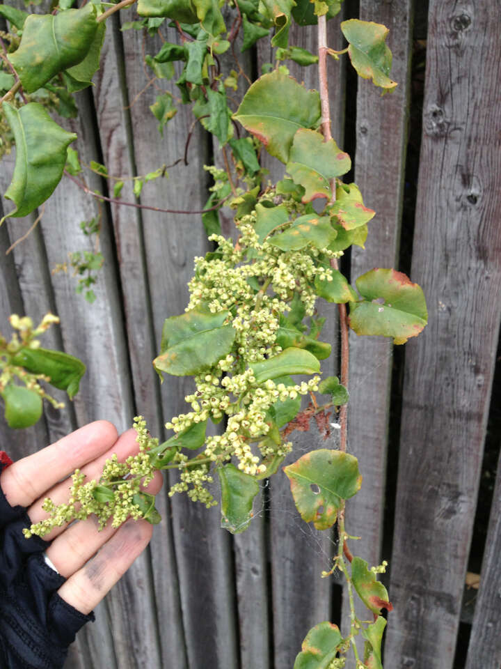 Image of Muehlenbeckia australis (Forst. fil.) Meisn.