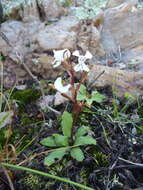 Image of Disa sagittalis (L. fil.) Sw.