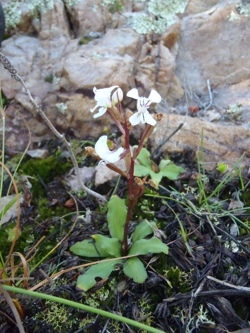 Image of Disa sagittalis (L. fil.) Sw.