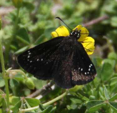 Image of Sootywings