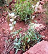 Image of Palmer's penstemon