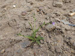 Image of Gilia crassifolia Benth.