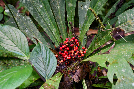 Imagem de Cybianthus sprucei (Hook. fil.) G. Agostini