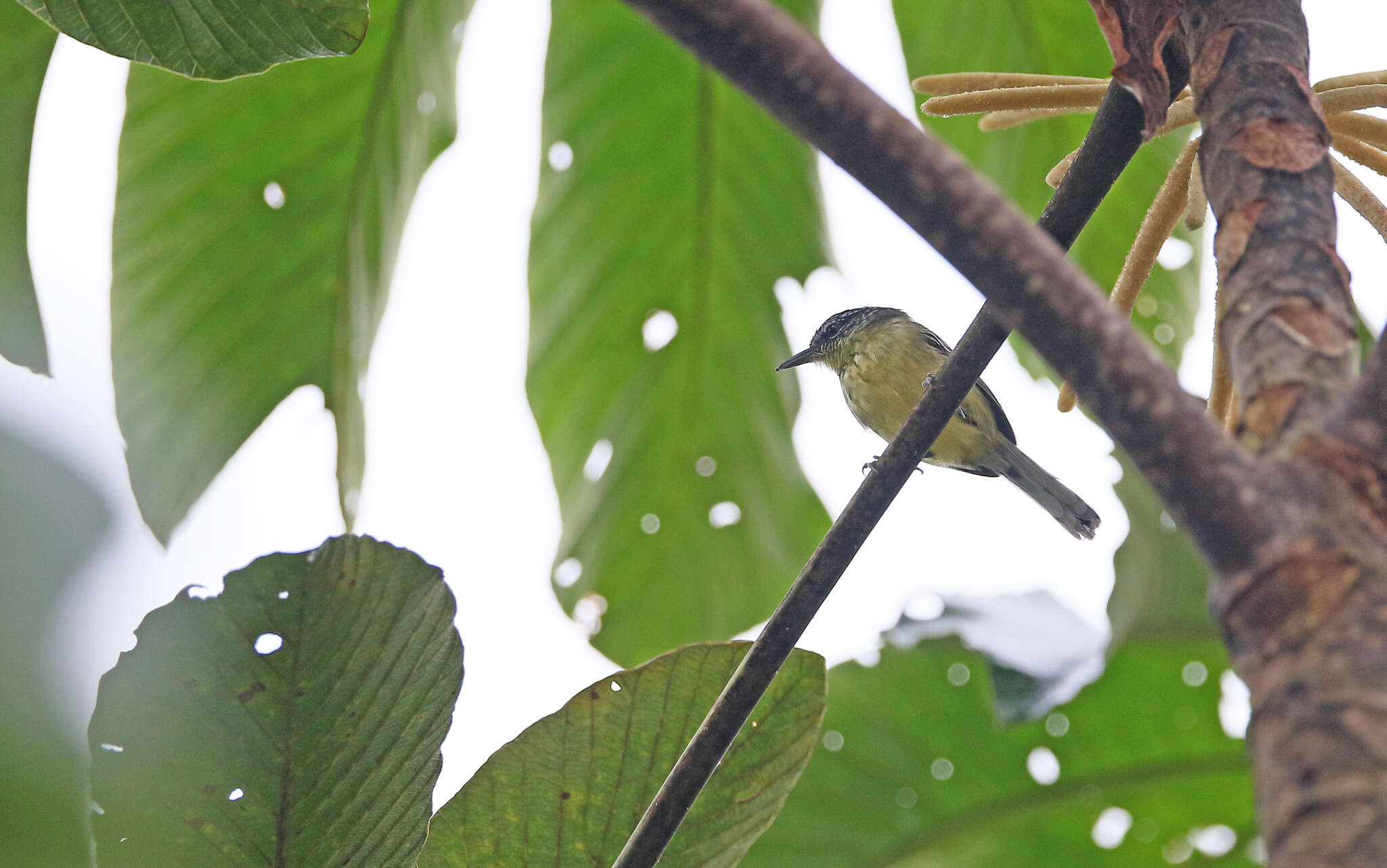 Image of Yellow-breasted Antwren